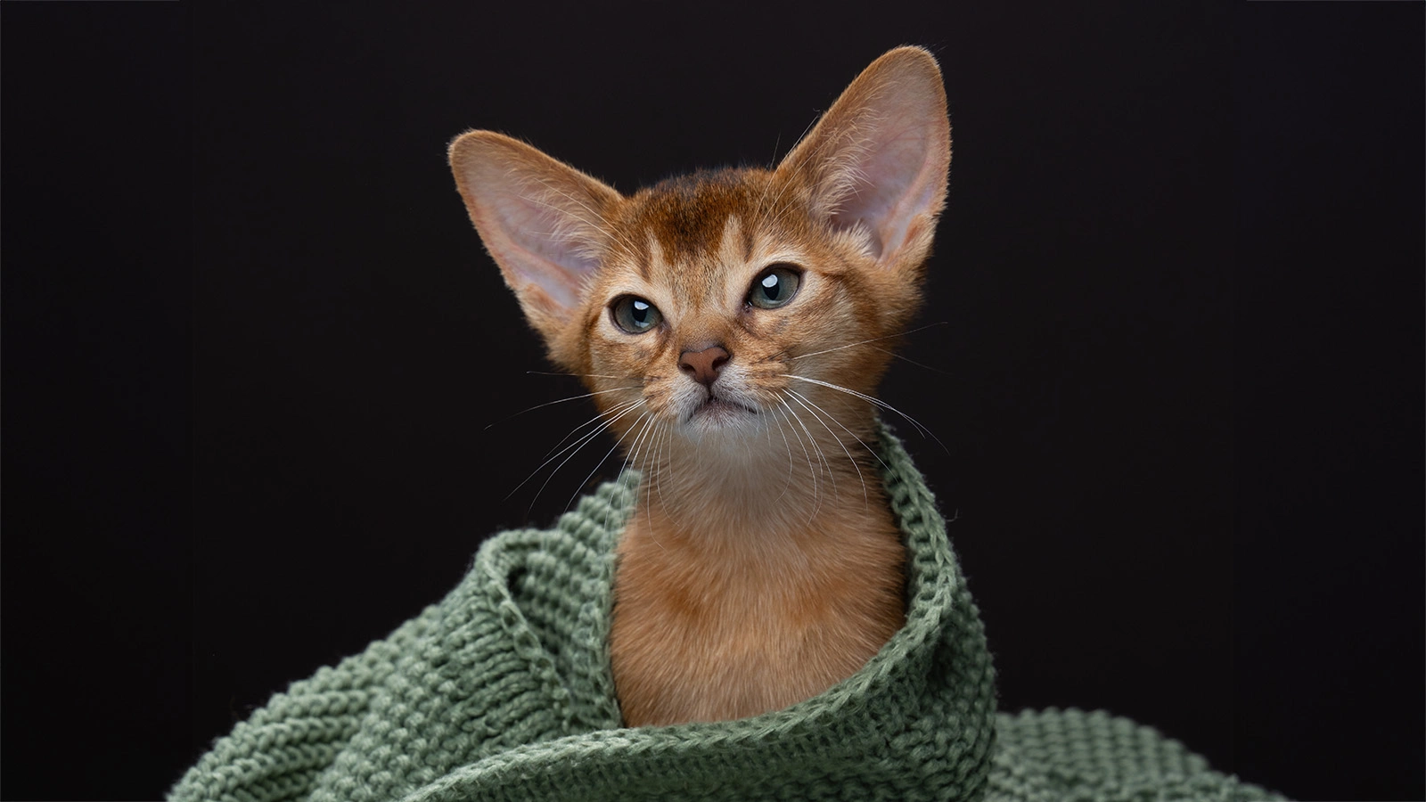 Абиссинский котенок