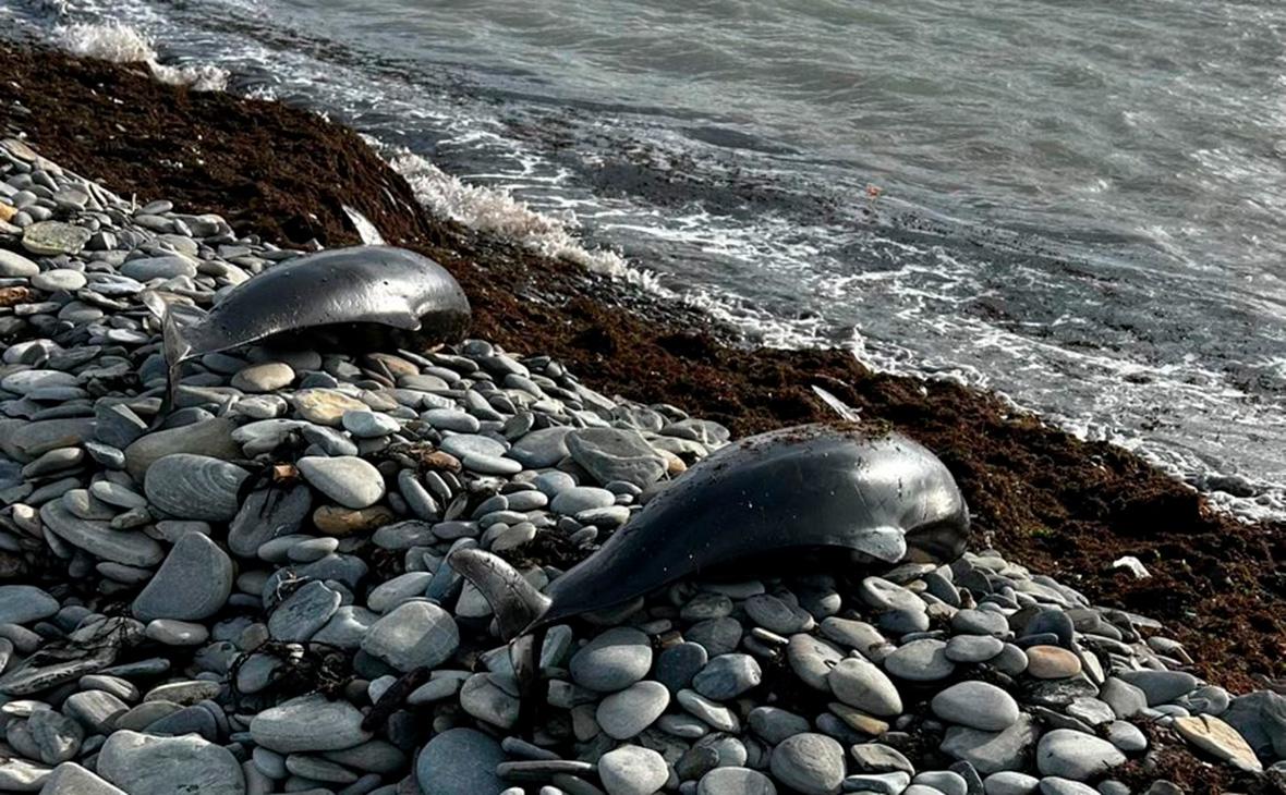 Дельфины, погибшие после разлива мазута в Черном море