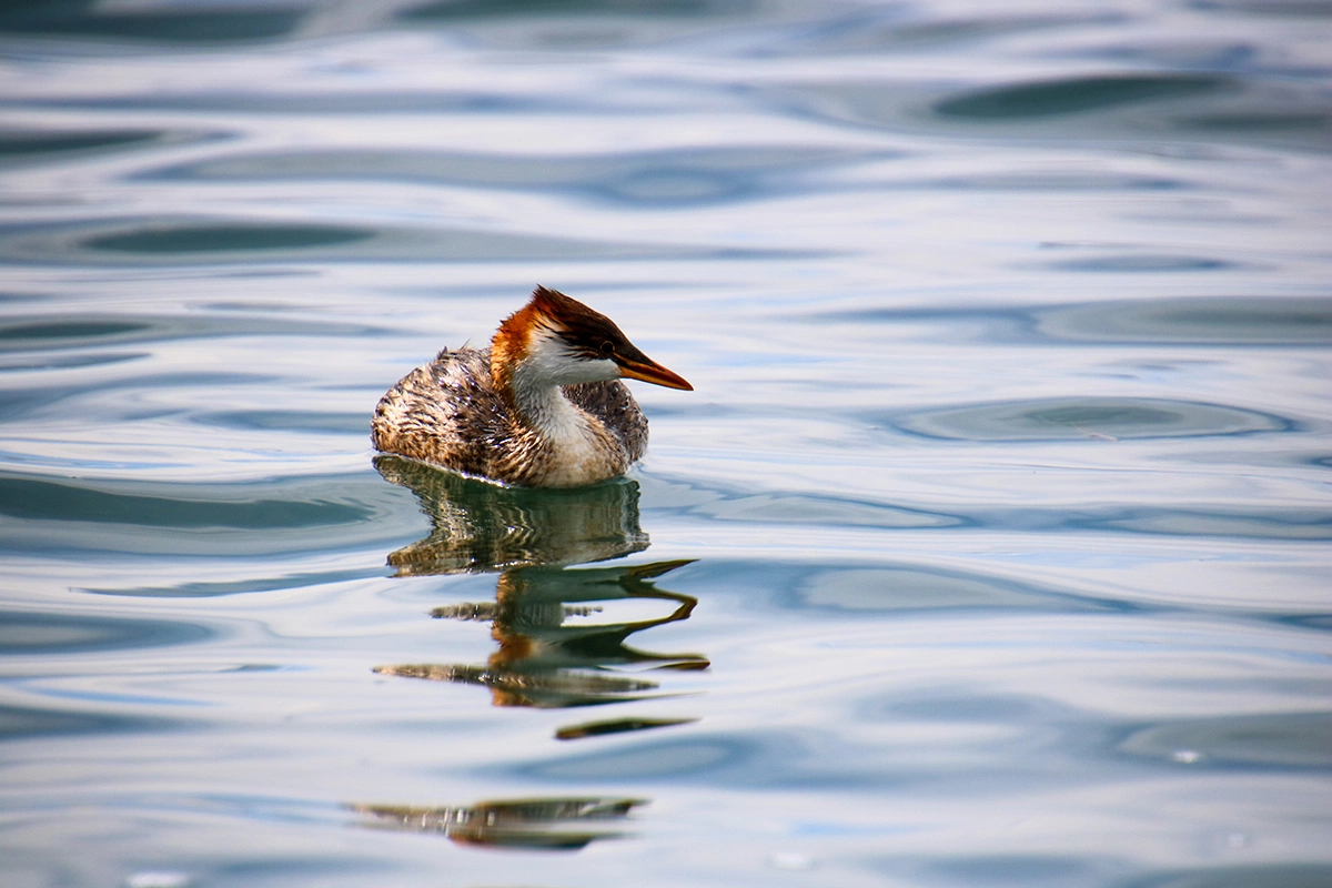 Титикакская поганка — редкий эндемик Анд, приспособленный к жизни на высоте более 3800 метров над уровнем моря