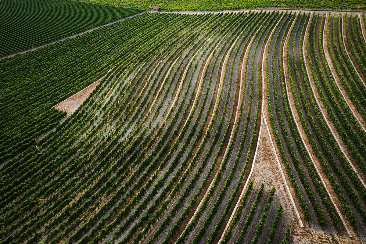 Край вина: о регионе, в котором снимали новый сезон «Время вина: люди»