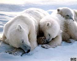 Белые медведи могут исчезнуть через 20 лет