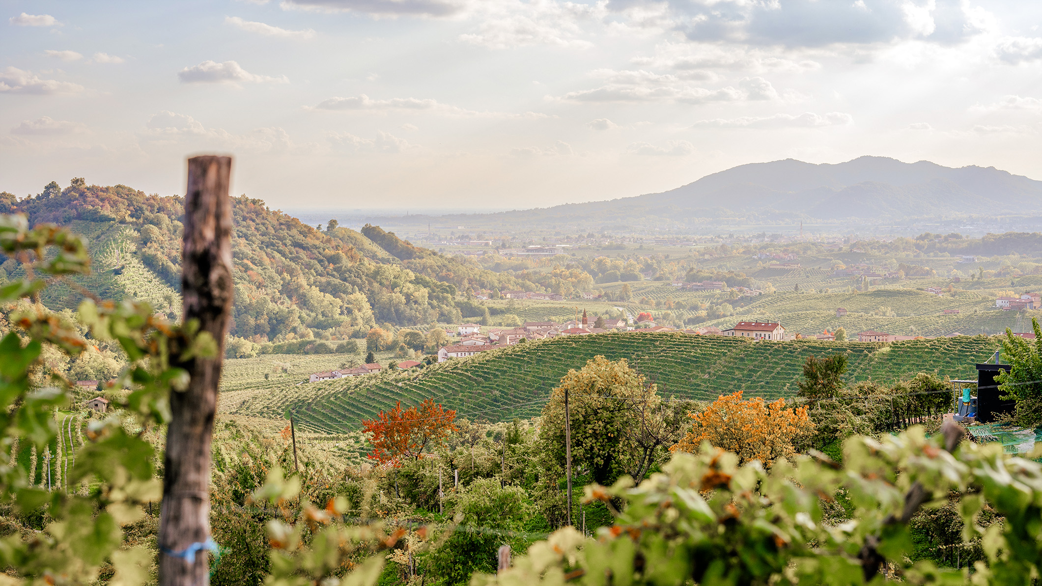 В Италии сразу два региона получили статус «города вина»