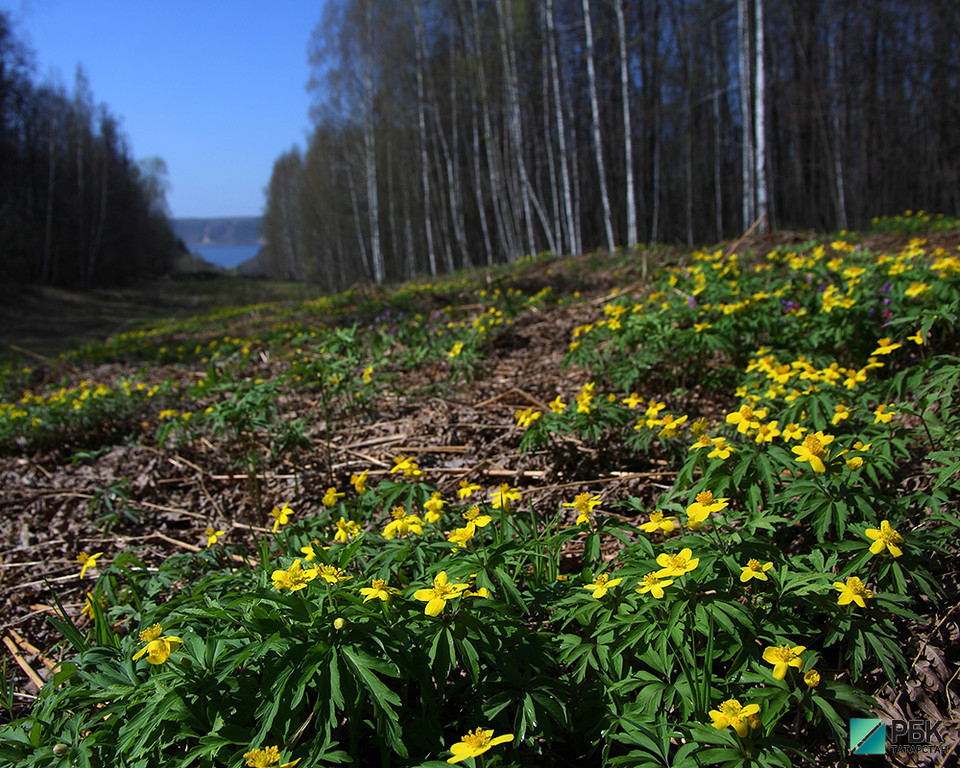 В лесах Татарстана с начала года высадили 20 млн деревьев