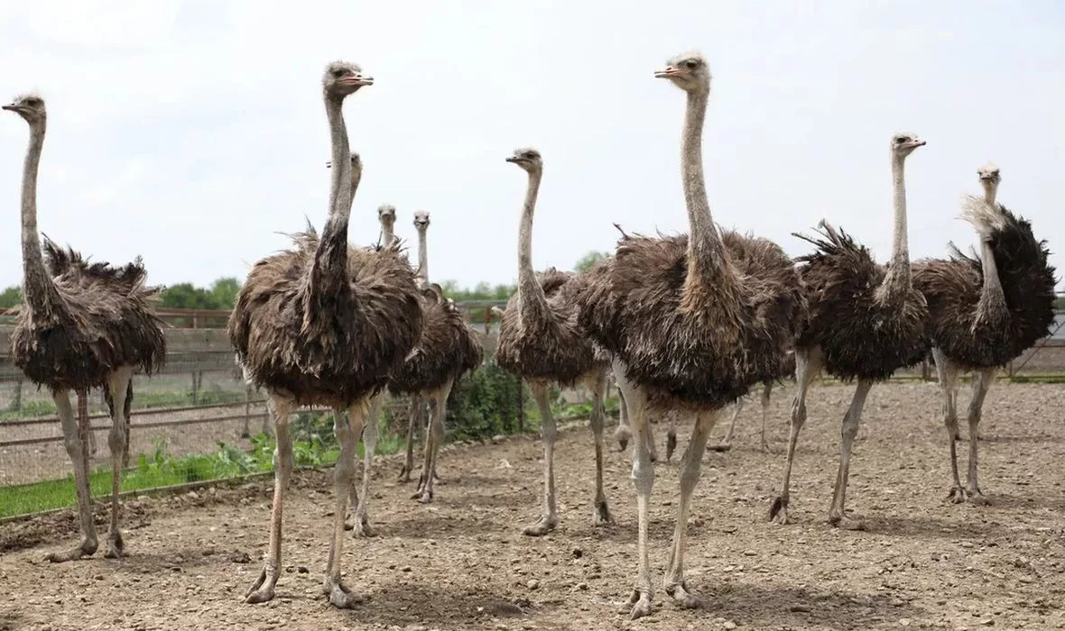 пресс-служба Министерства сельского хозяйства и перерабатывающей промышленности Краснодарского края