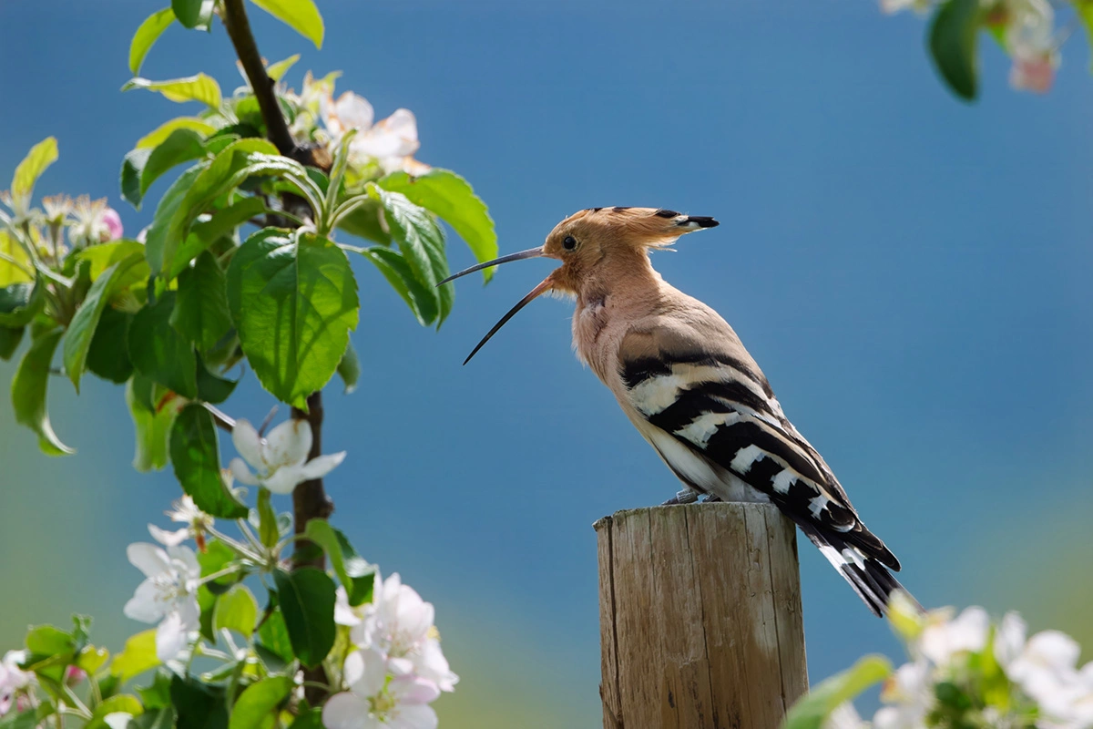 Для человека крик удода напоминает глухое «гуканье» или «дудение»