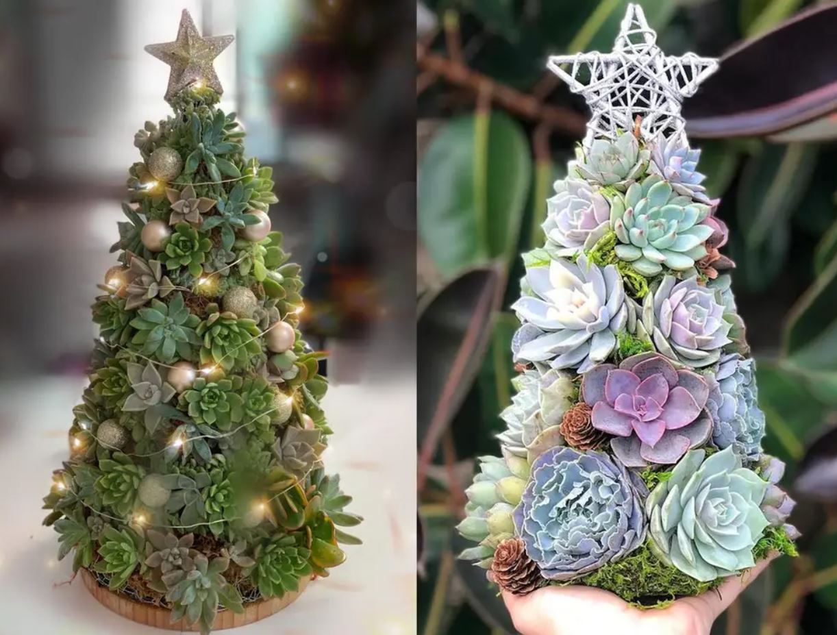 Елки-суккуленты