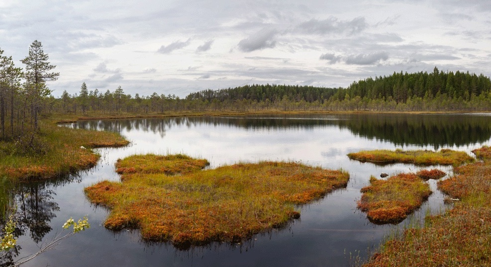 Болотный массив Ямницкая чисть
