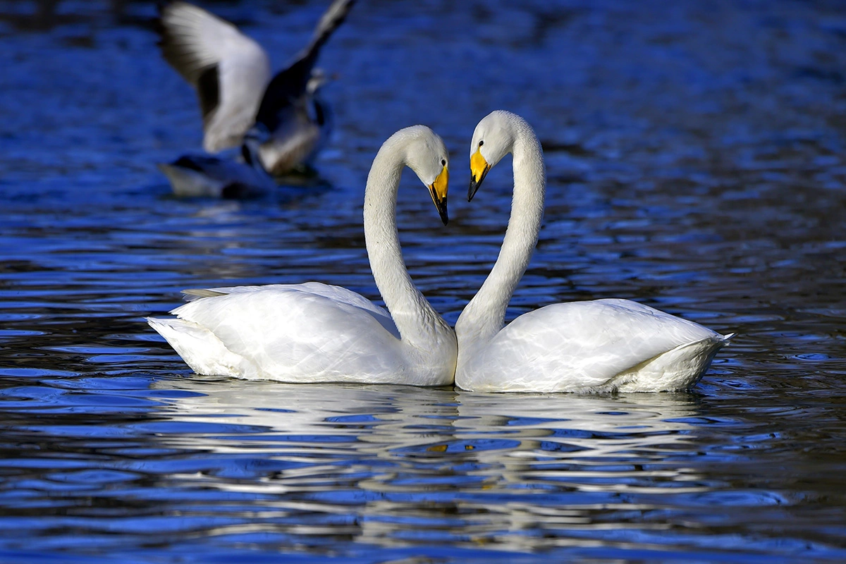 Свое имя лебедь-кликун получил из-за громкого трубного звука, издаваемого во время полета