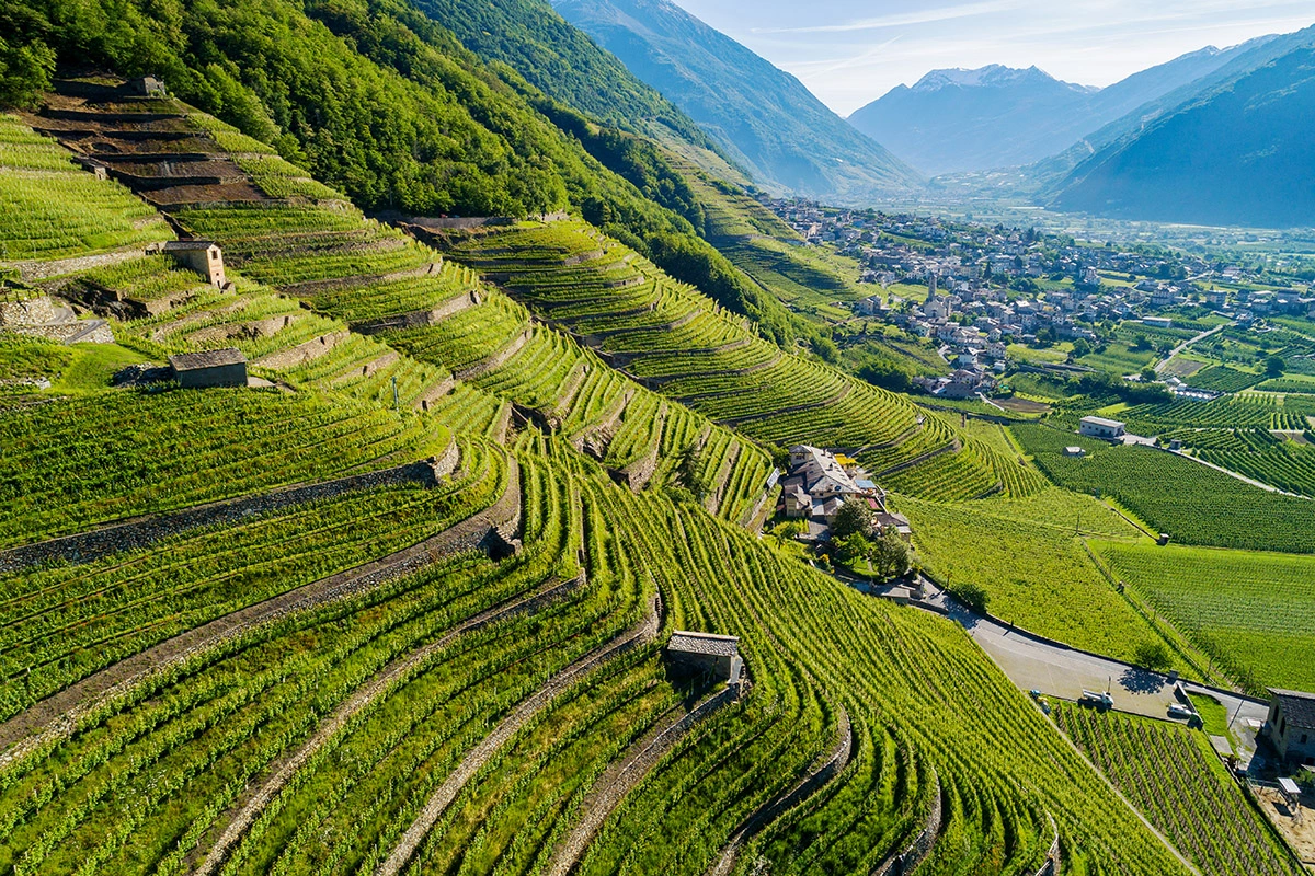 Кастель Грумелло и виноградники, недалеко от Сондрио в Вальтеллине
