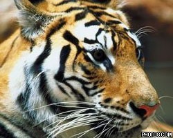 РОМИР: Четверть россиян не знают, что в России обитают тигры