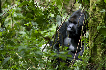 Фото: Eric LAFFORGUE/Gamma-Rapho via Getty Images