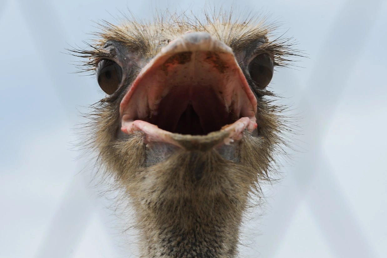 Вадим Ахметов / РИА URA.RU