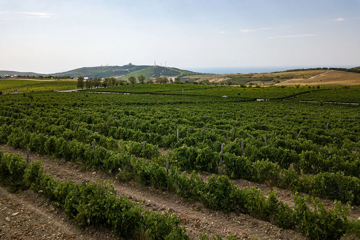 Пока Крымск примерно в три раза уступает Анапе по площади плодоносящих посадок (здесь их в этом году насчитывалось 2200,4 га), но быстро набирает обороты