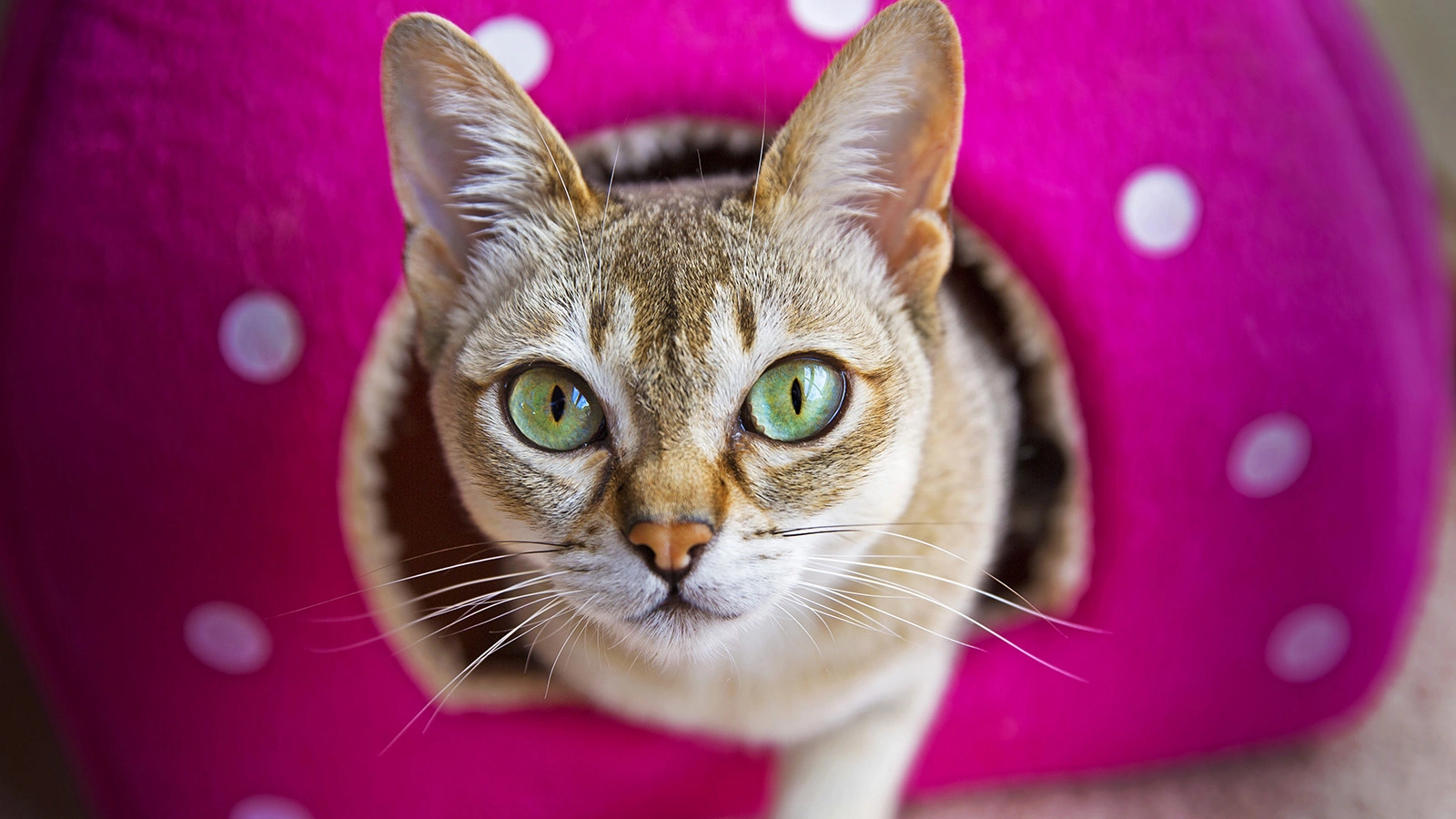 Cингапурская кошка