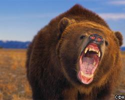 Бизнесмен погорел на убийстве медведя Бруно