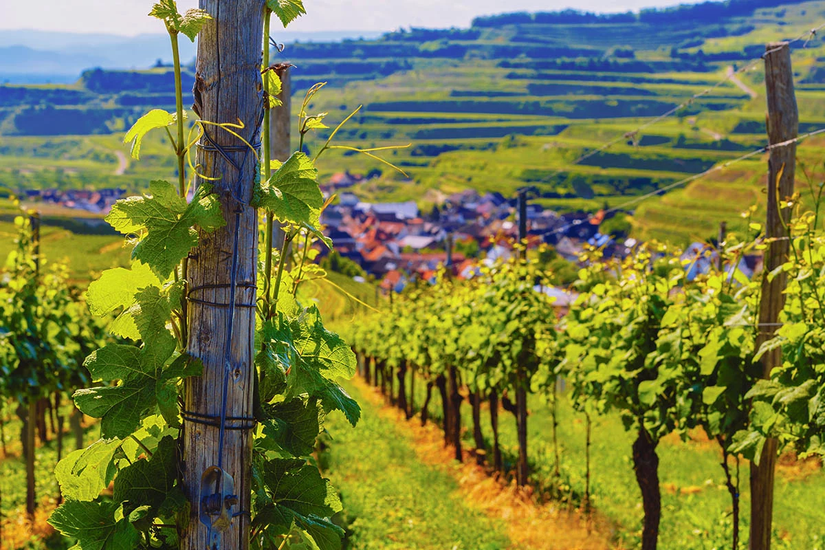 Виноград для него выращивают на склонах потухшего вулкана Kaiserstuhl — «императорского кресла» — в Бадене