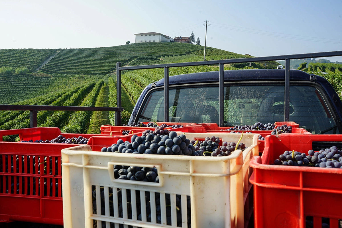 «Неббиоло»