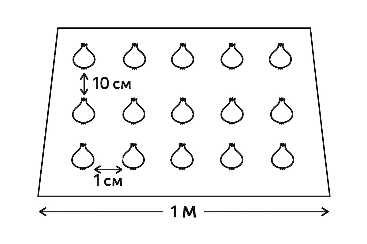 Схема посева лука под зиму