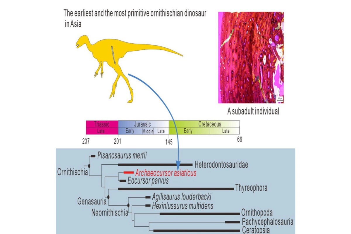 Динозавр вида Archaeocursor asiaticus жил 193 млн лет назад