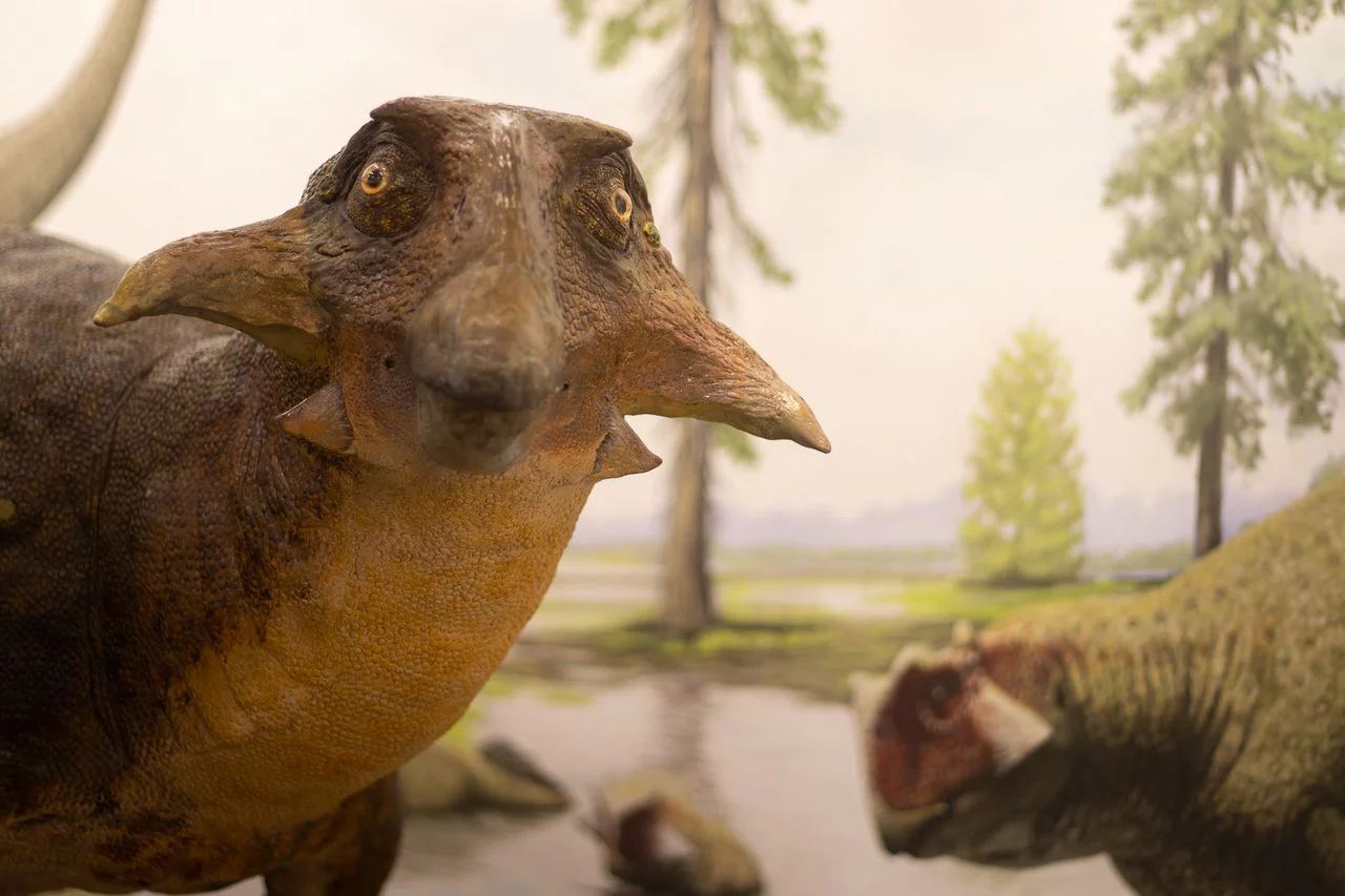 ИГиП ДВО РАН