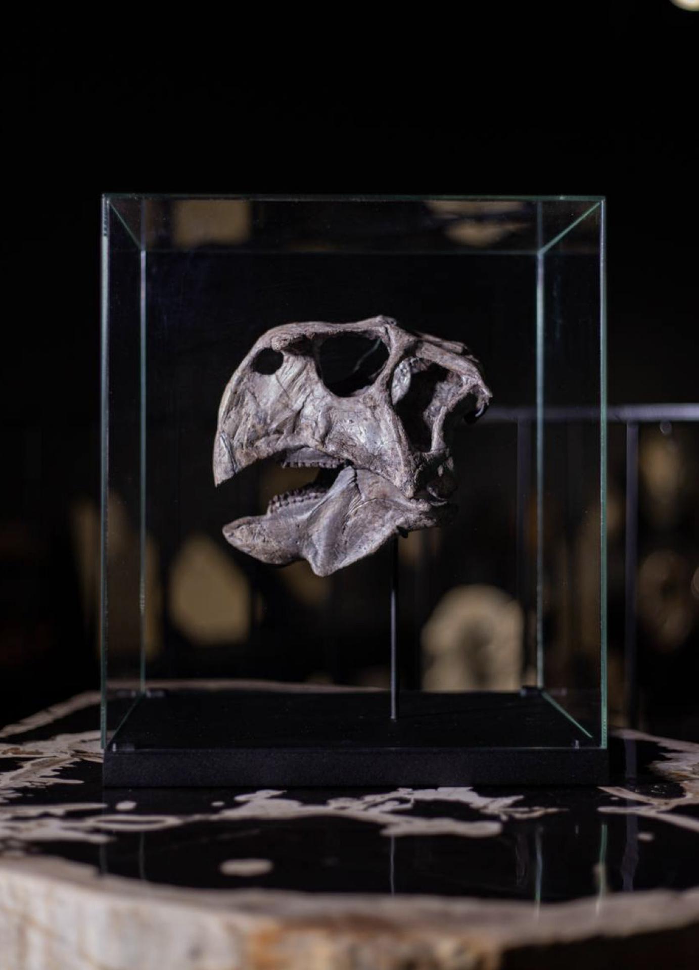 Череп пситтакозавра