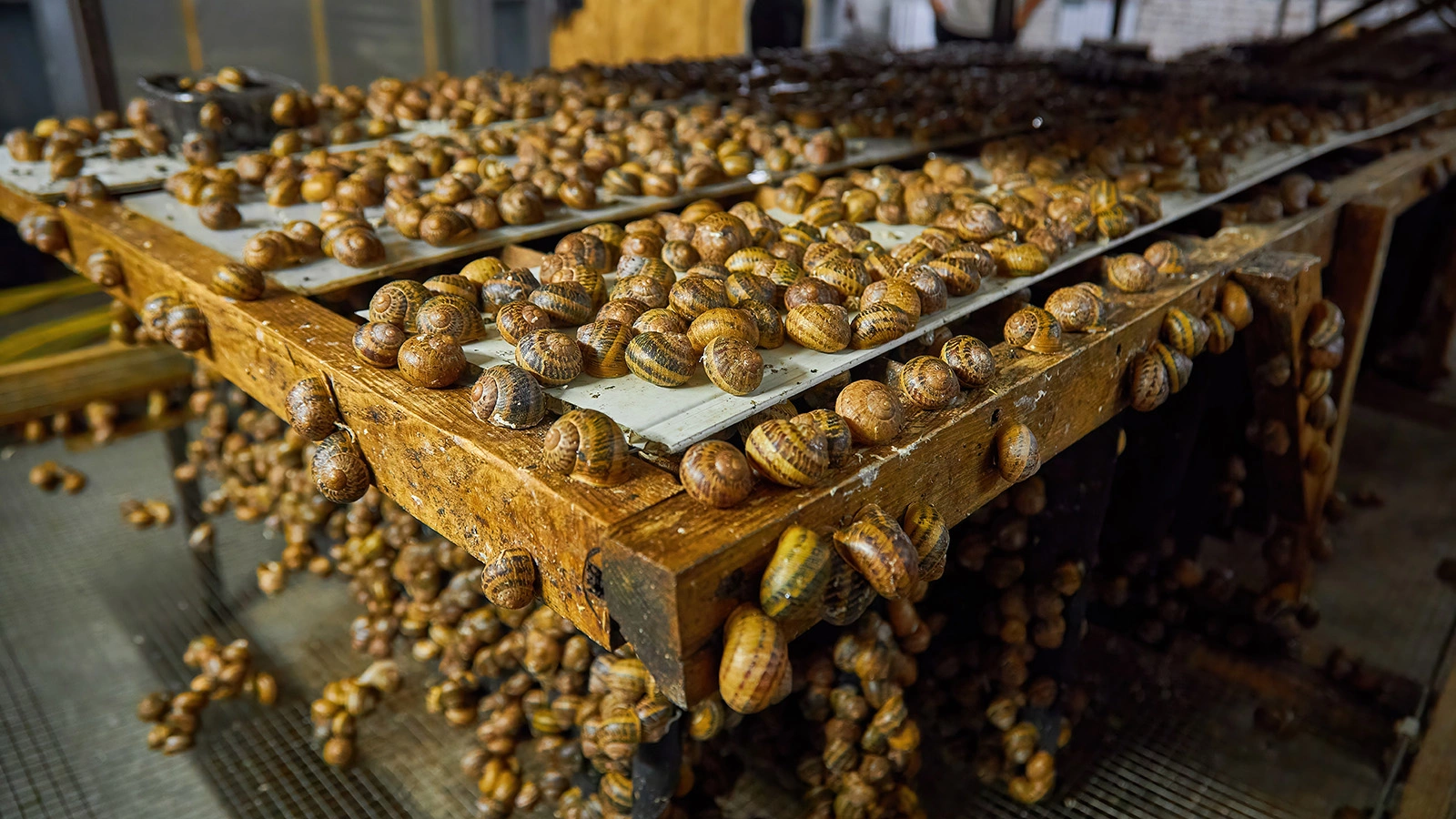 Во Франции грабители украли с фермы 450 кг свежих улиток