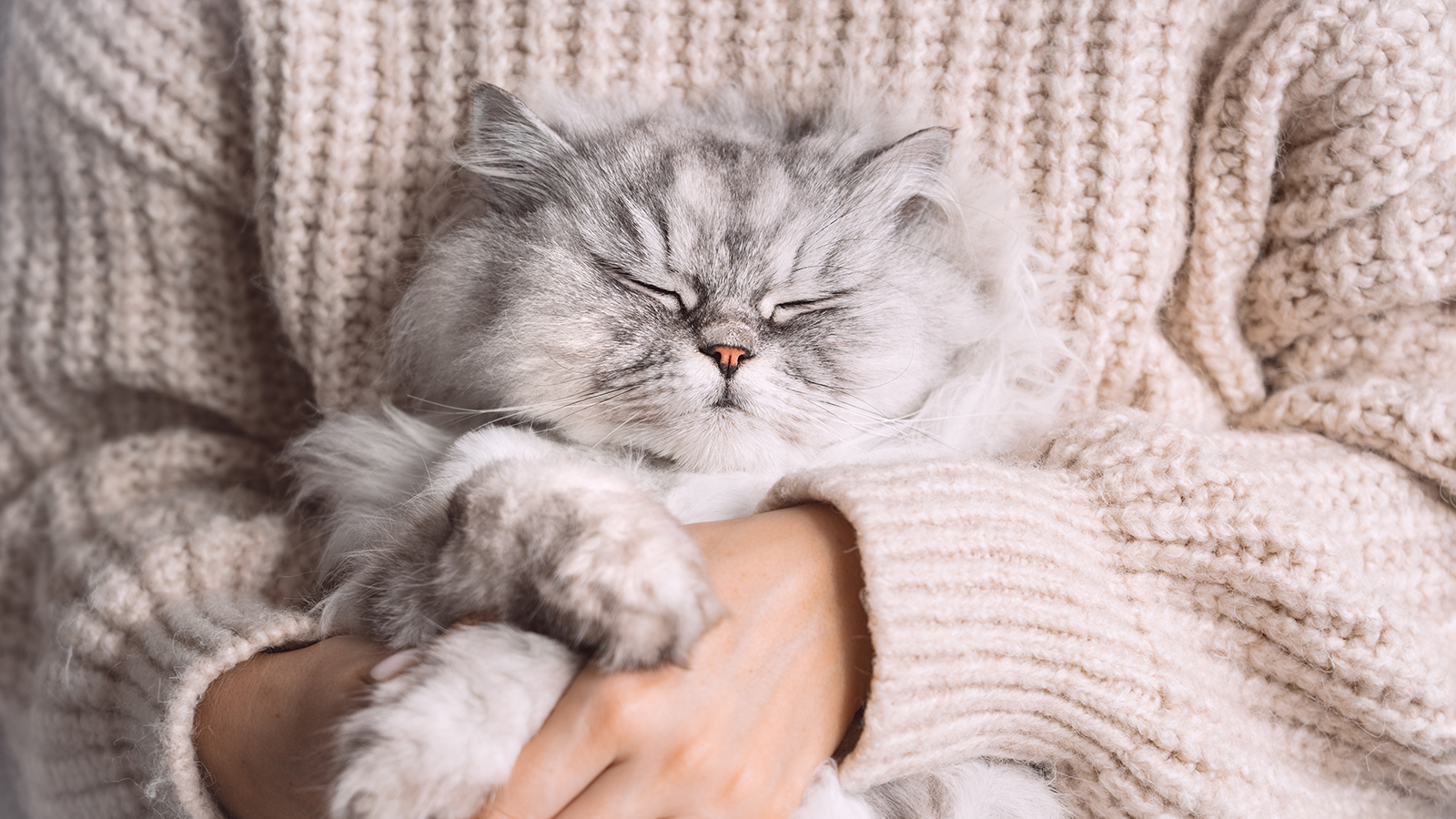 Персидская кошка