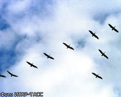 Сотни птиц погибли в Красноярском крае из-за неизвестного вируса