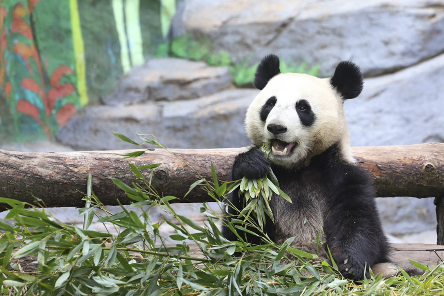 Панда Катюша