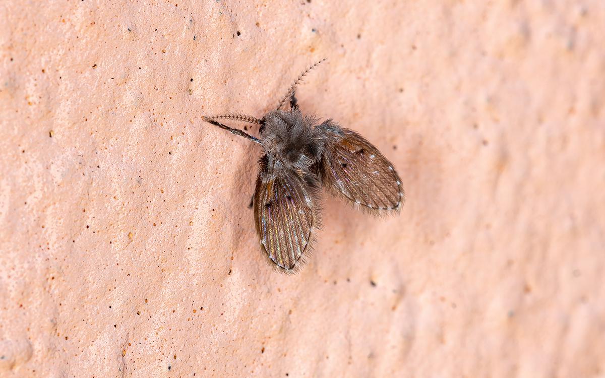Фото: Vinicius R. Souza / Shutterstock / FOTODOM 