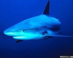 Эколог спел серенаду большой белой акуле под водой