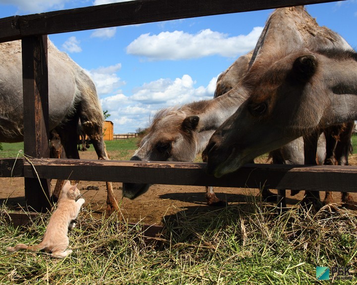Татарстанская верблюжья ферма окупилась спустя два года
