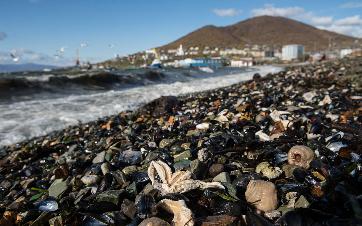 Greenpeace обнаружил мертвых животных на центральном пляже Петропавловска