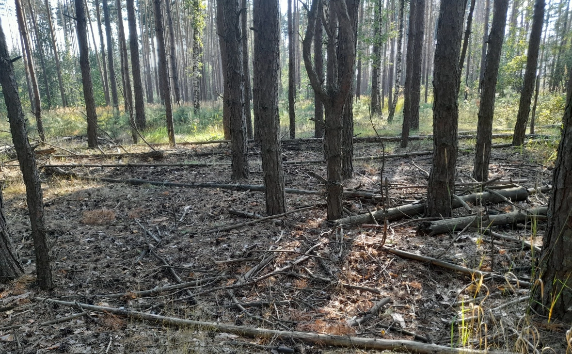 РБК Черноземье