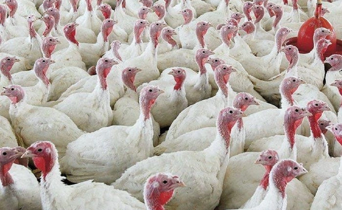 ООО «СоюзПромПтица»