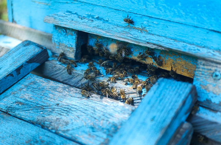 Правительство Приморского края 