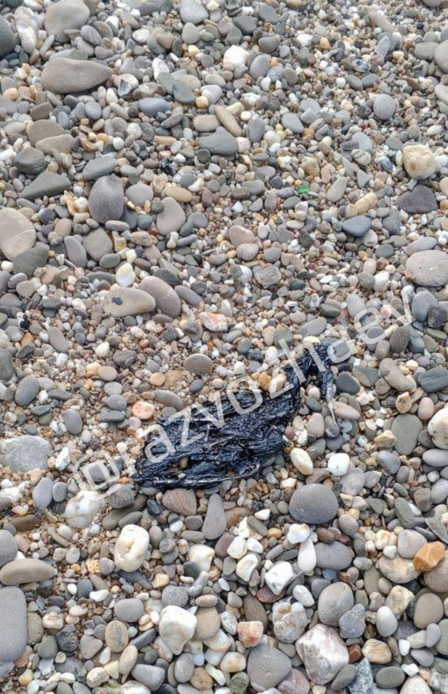 Фото: razvozhaev / Telegram