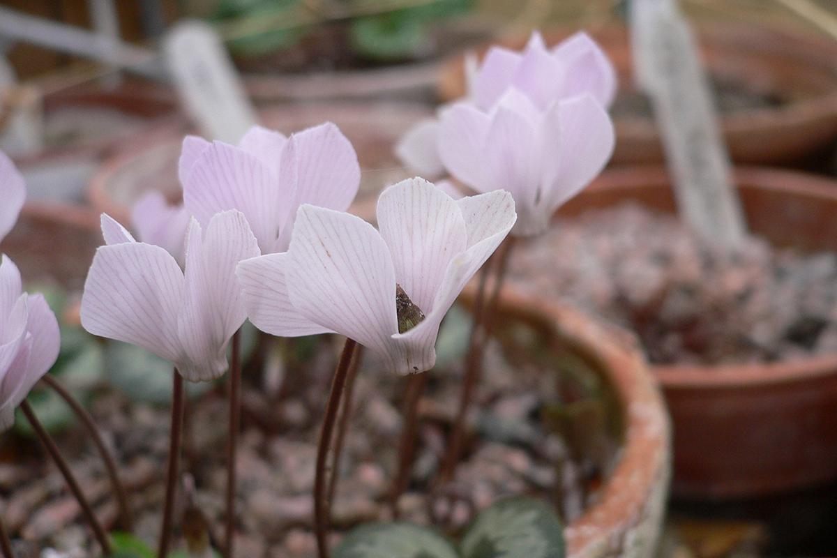 Цветки цикламена могут иметь окраску от белого до фиолетового