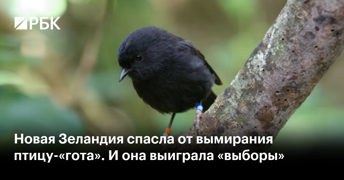 Новая Зеландия спасла от вымирания птицу-«гота». И она выиграла «выборы»