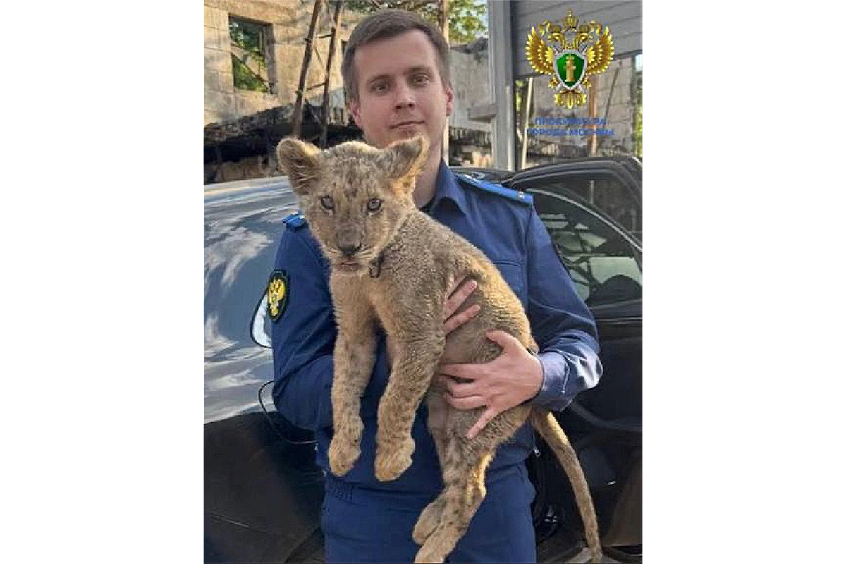 В Москве спасли трехмесячного детеныша азиатского льва