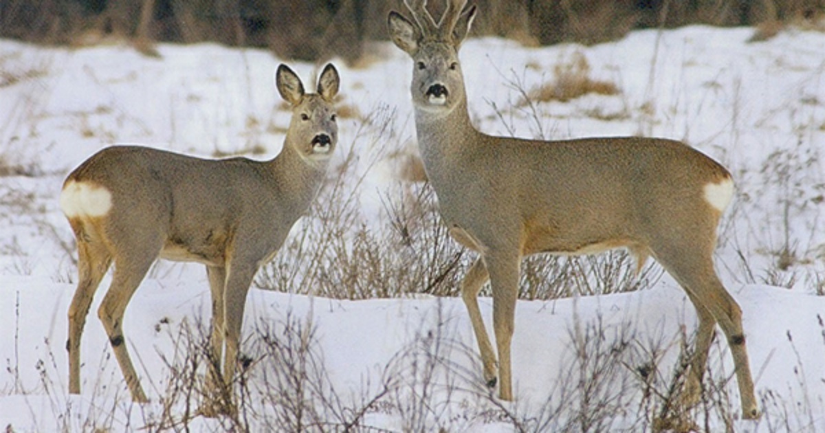 Косуля самка фото