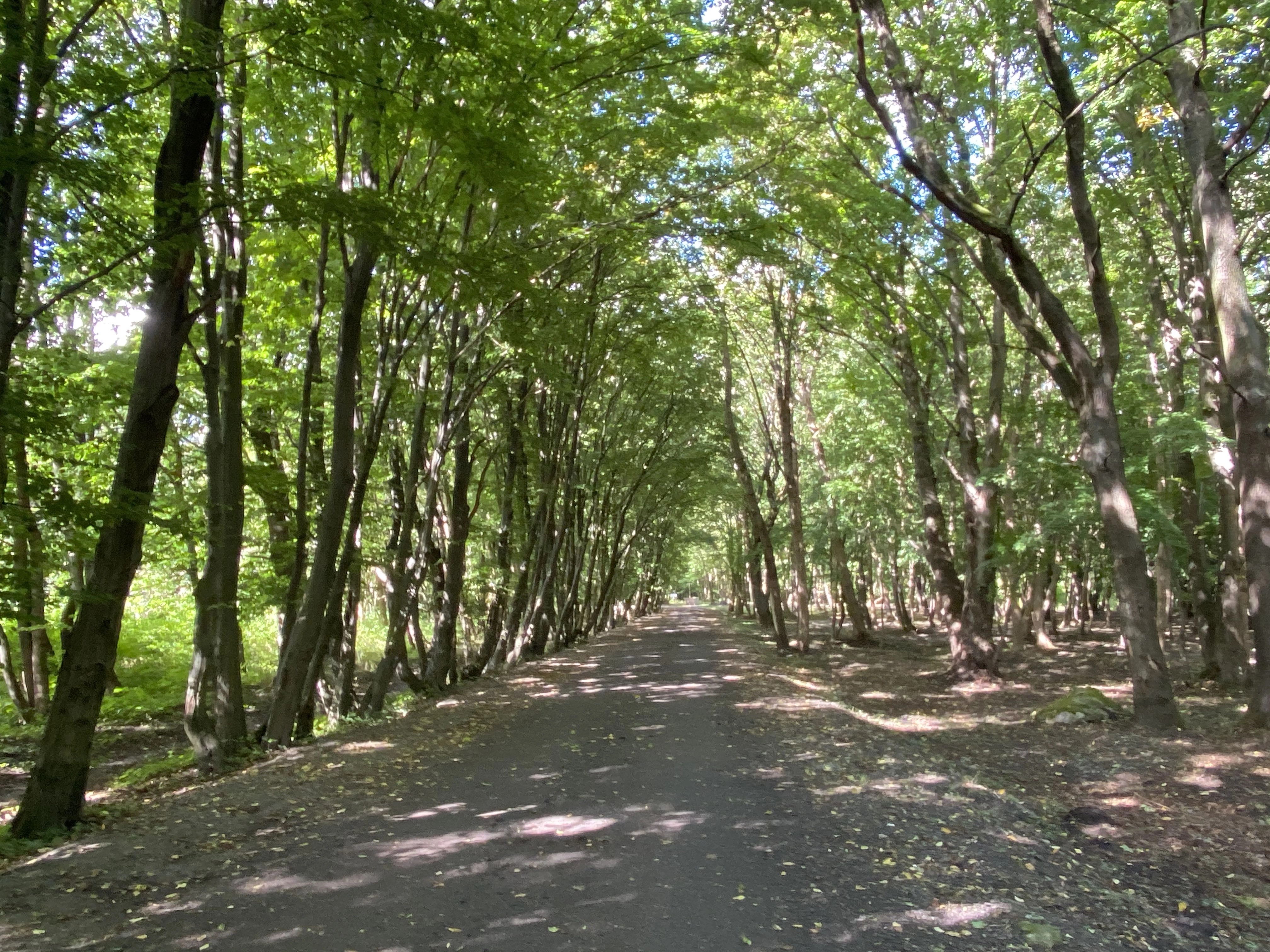 Александр Подгорчук