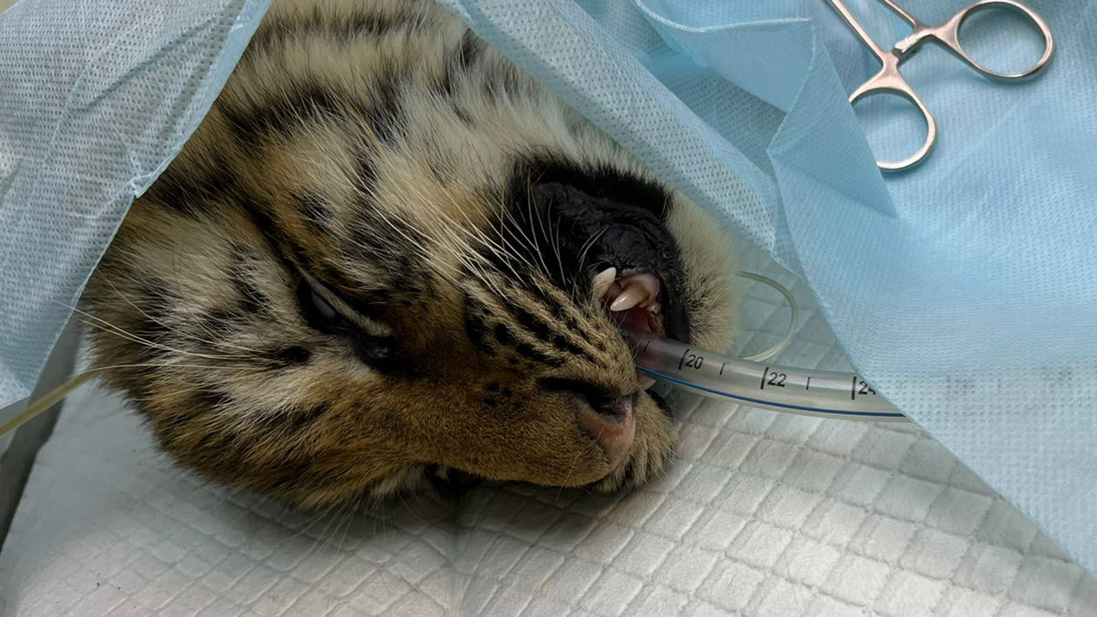 <p>В ноябре в Хабаровском крае нашли тигренка. Маленький хищник был без матери и сильно хромал. Оказалась, что у него переломаны лапы. Животному провели операцию. Кость на передней лапе удалось собрать благодаря специальной пластине. Назвали кроху Бархат</p>