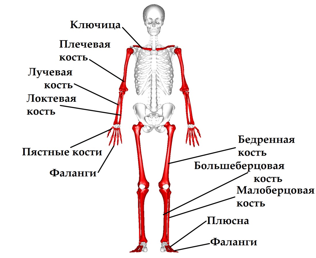 Скелет человека. Строение, химический состав и соединение костей