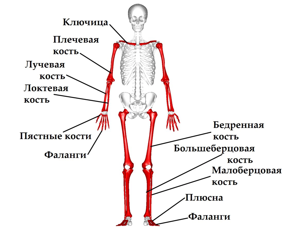 <p>Традиционно кости считают статичными элементами, хотя в действительности это динамичная и сложная ткань</p>