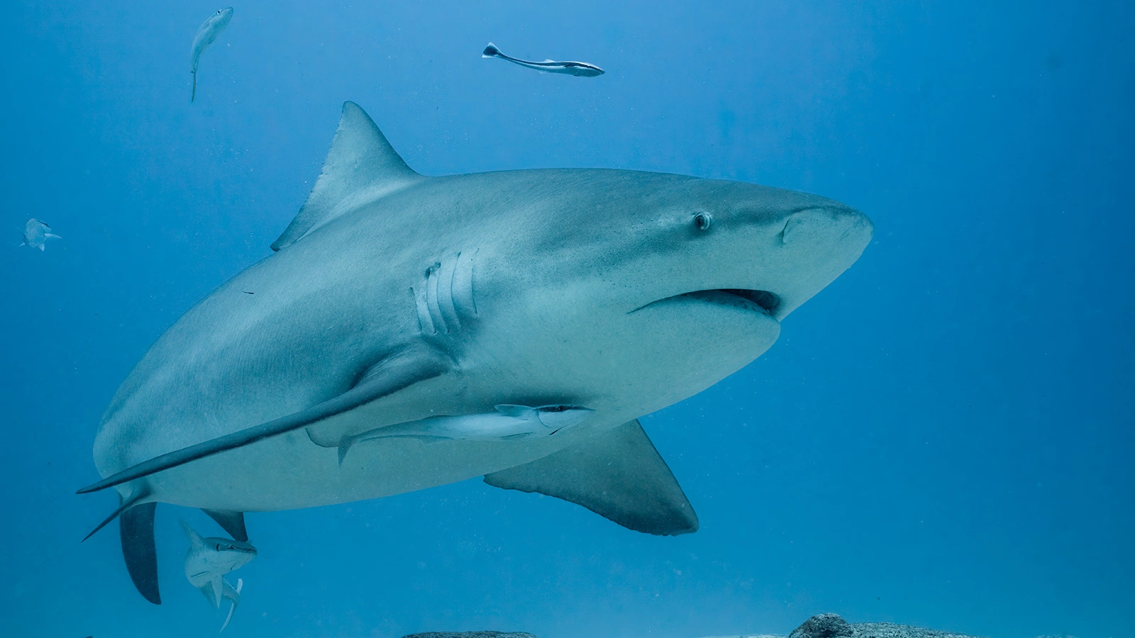 Бычья акула