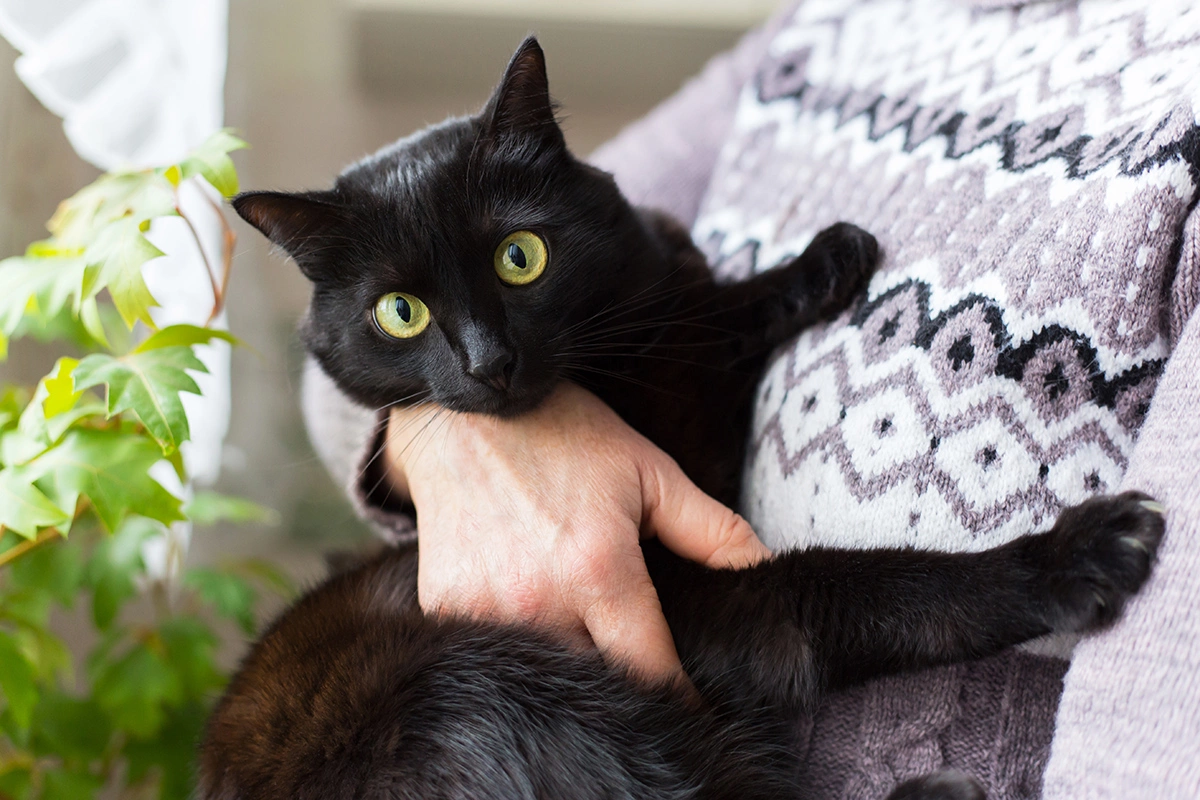 Бомбейская кошка