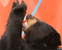 Медведь заглянул покушать