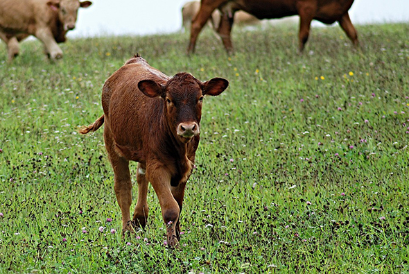 Деньгами и не только: на Кубани определят меры поддержки животноводства
