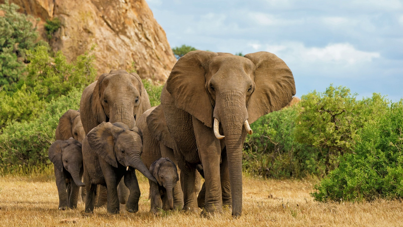 Слоны — самые крупные наземные млекопитающие на планете, которых осталось всего два рода: африканский и азиатский